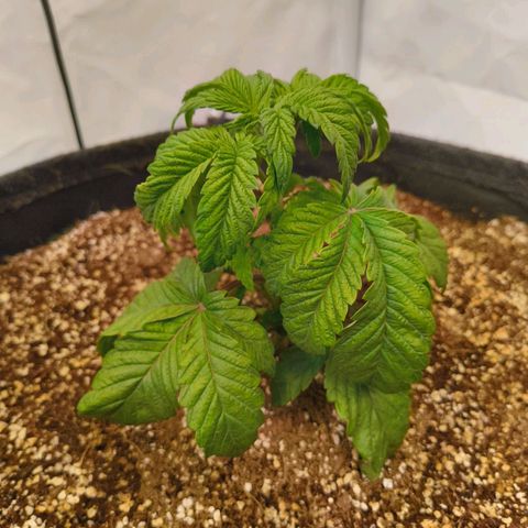 Broadway Runtz #2 growlog timeline photo