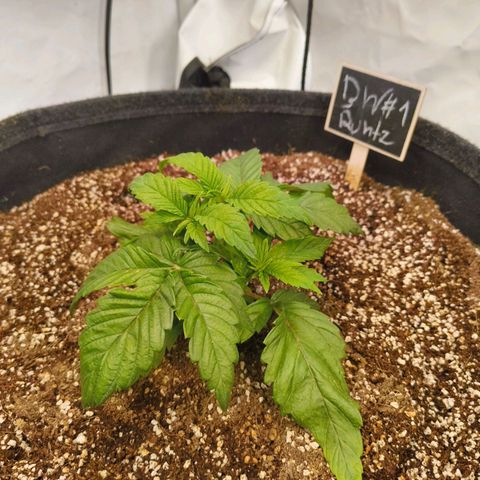 Broadway Runtz #1 growlog timeline photo