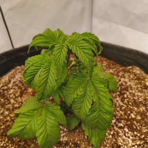 Broadway Runtz #2 growlog timeline photo