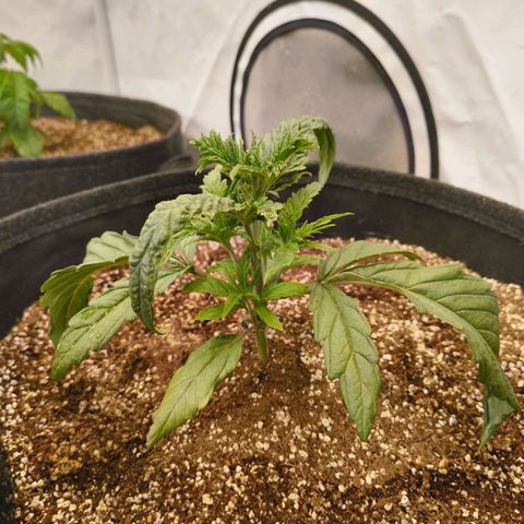 Jelly Donutz growlog timeline photo