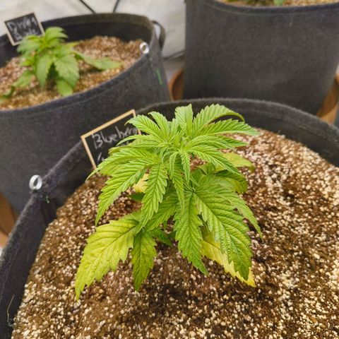 Blueberry Cupcake  growlog timeline photo