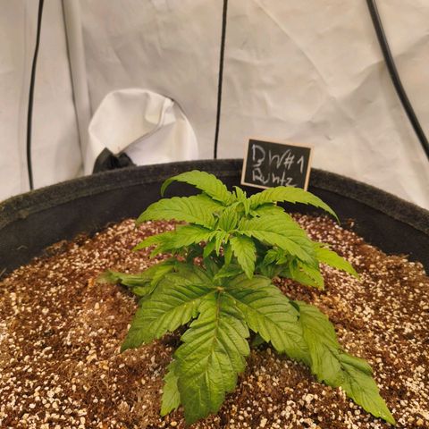 Broadway Runtz #1 growlog timeline photo
