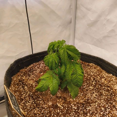 Broadway Runtz #2 growlog timeline photo