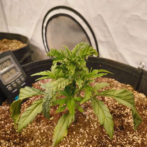 Jelly Donutz growlog timeline photo