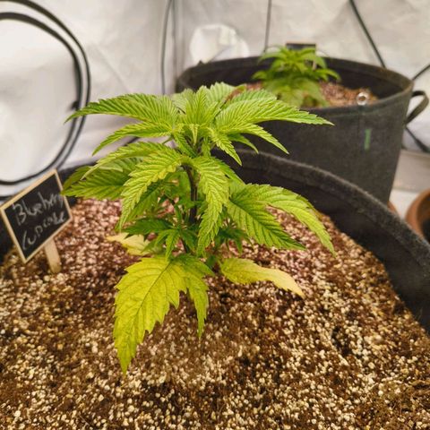 Blueberry Cupcake  growlog timeline photo