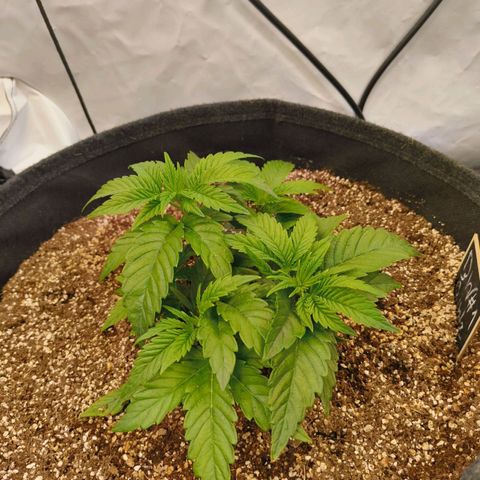 Broadway Runtz #1 growlog timeline photo
