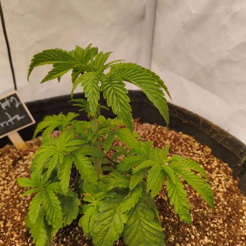 Broadway Runtz #2 growlog timeline photo