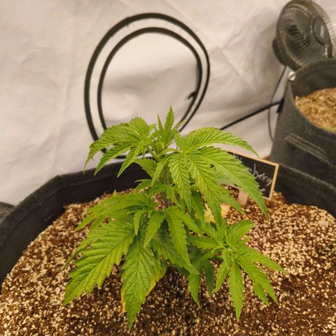 Blueberry Cupcake  growlog timeline photo