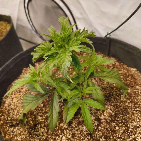 Jelly Donutz growlog timeline photo