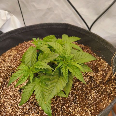 Broadway Runtz #1 growlog timeline photo