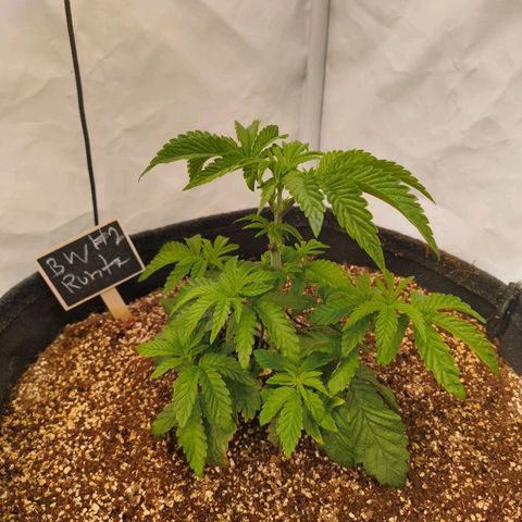 Broadway Runtz #2 growlog timeline photo