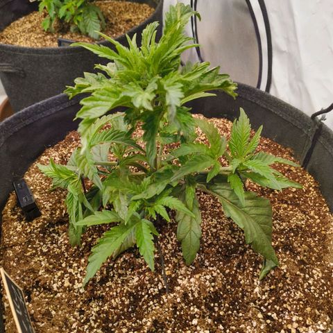Jelly Donutz growlog timeline photo