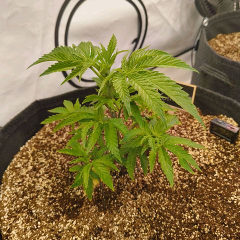 Blueberry Cupcake  growlog timeline photo