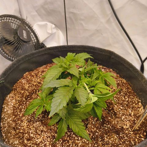 Broadway Runtz #1 growlog timeline photo