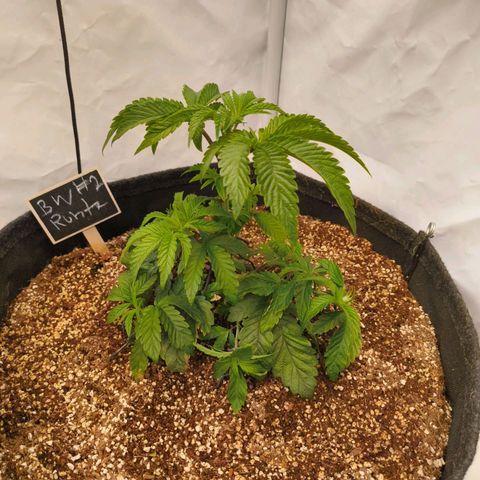 Broadway Runtz #2 growlog timeline photo