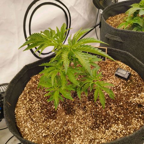 Blueberry Cupcake  growlog timeline photo