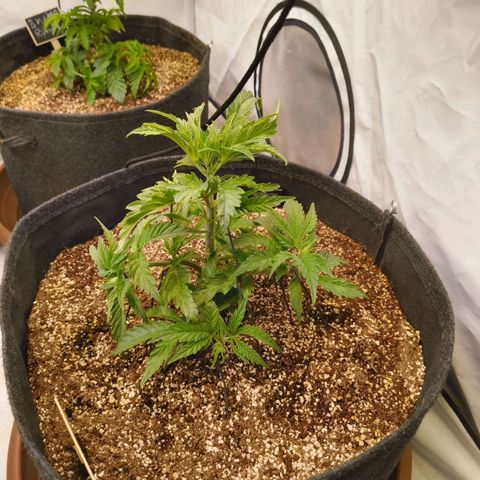Jelly Donutz growlog timeline photo
