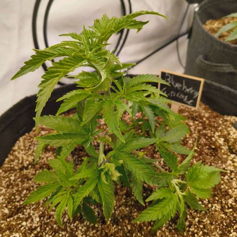 Blueberry Cupcake  growlog timeline photo