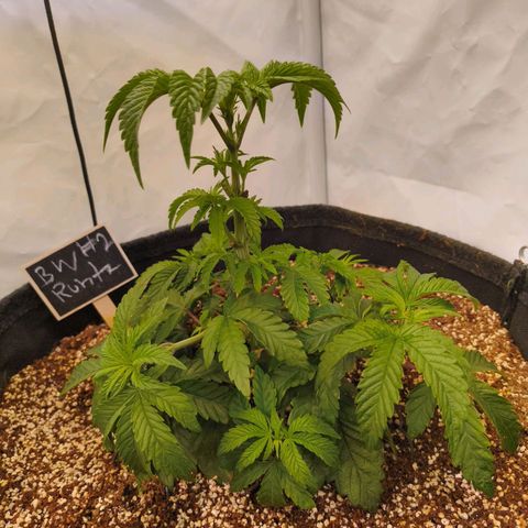 Broadway Runtz #2 growlog timeline photo