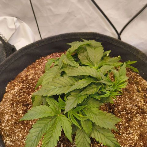 Broadway Runtz #1 growlog timeline photo