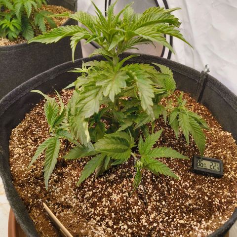 Jelly Donutz growlog timeline photo