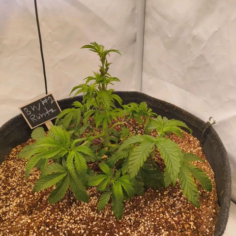 Broadway Runtz #2 growlog timeline photo