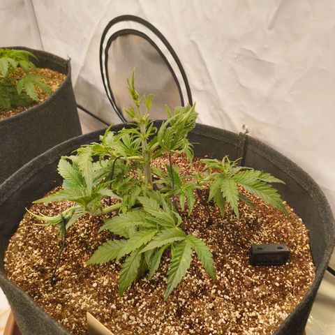 Jelly Donutz growlog timeline photo