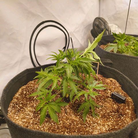 Blueberry Cupcake  growlog timeline photo
