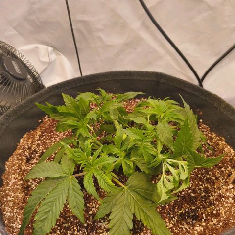 Broadway Runtz #1 growlog timeline photo