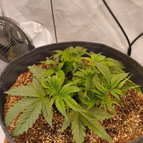 Broadway Runtz #1 growlog timeline photo