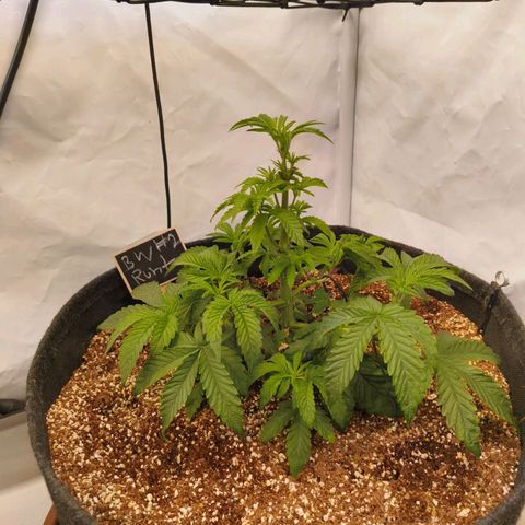 Broadway Runtz #2 growlog timeline photo