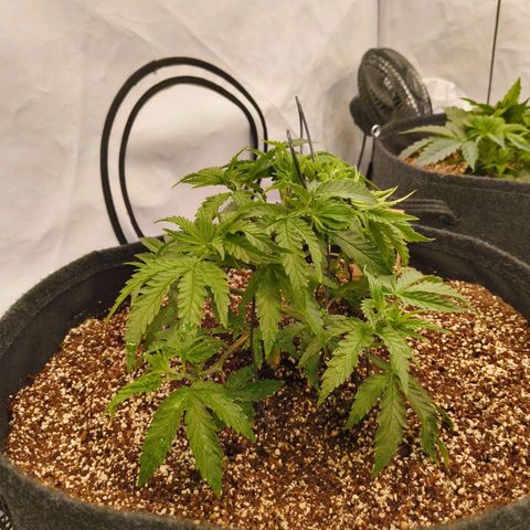Blueberry Cupcake  growlog timeline photo