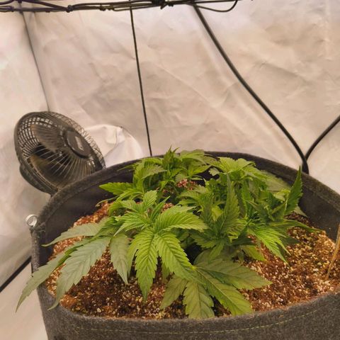 Broadway Runtz #1 growlog timeline photo