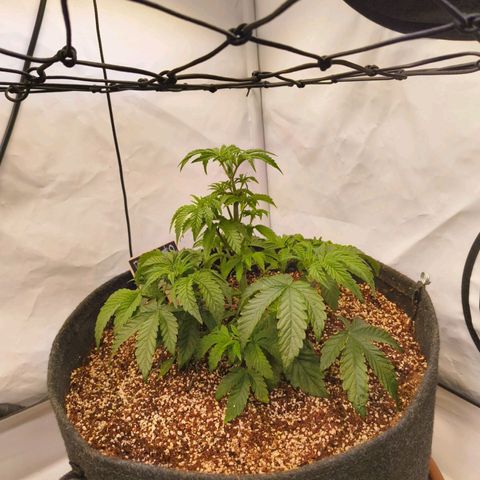 Broadway Runtz #2 growlog timeline photo