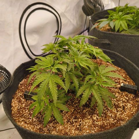 Blueberry Cupcake  growlog timeline photo