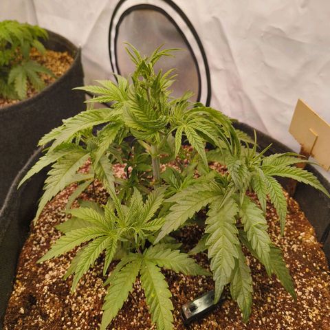 Jelly Donutz growlog timeline photo