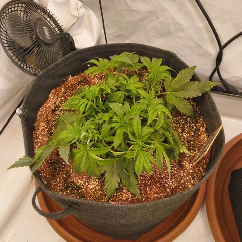 Broadway Runtz #1 growlog timeline photo