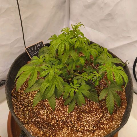 Broadway Runtz #2 growlog timeline photo