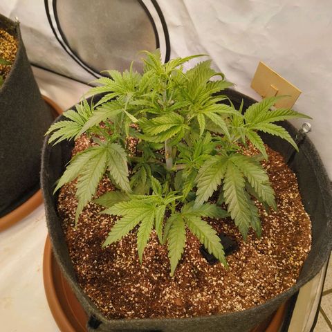 Jelly Donutz growlog timeline photo
