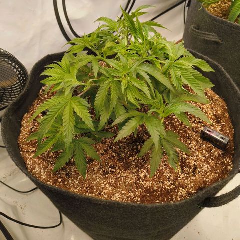 Blueberry Cupcake  growlog timeline photo