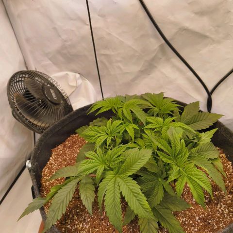 Broadway Runtz #1 growlog timeline photo