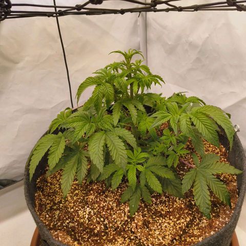 Broadway Runtz #2 growlog timeline photo