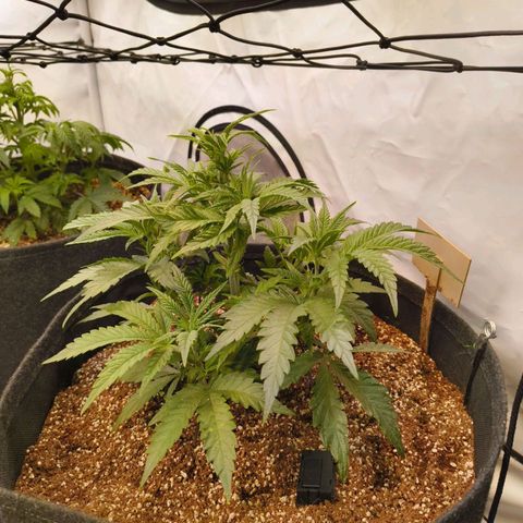 Jelly Donutz growlog timeline photo
