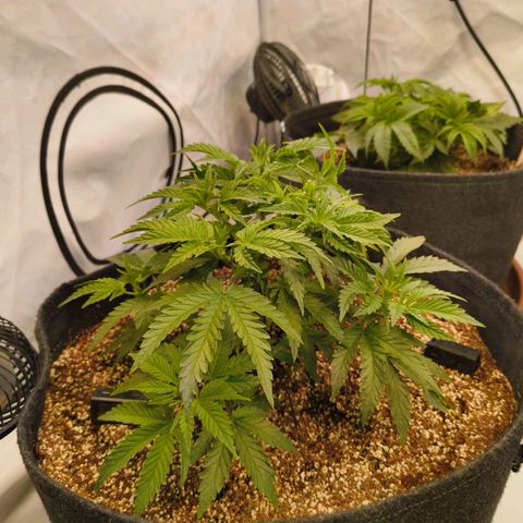 Blueberry Cupcake  growlog timeline photo