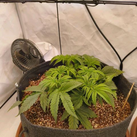 Broadway Runtz #1 growlog timeline photo