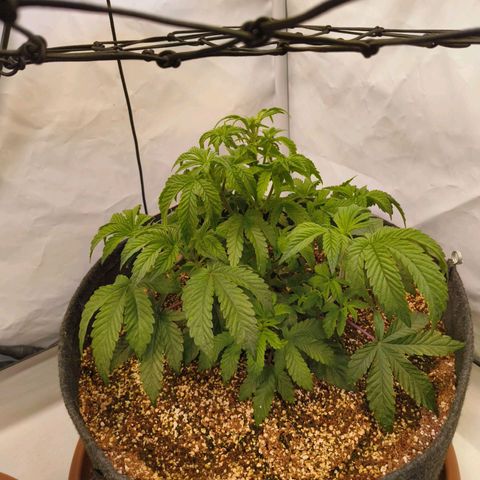 Broadway Runtz #2 growlog timeline photo
