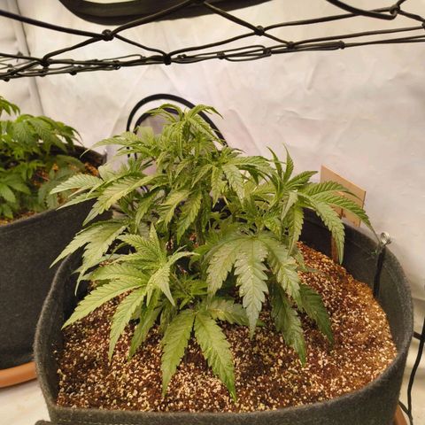 Jelly Donutz growlog timeline photo