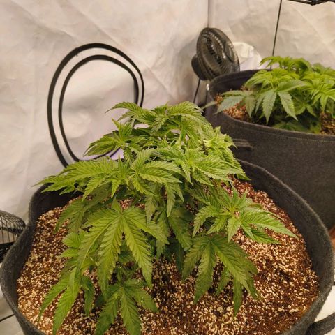 Blueberry Cupcake  growlog timeline photo