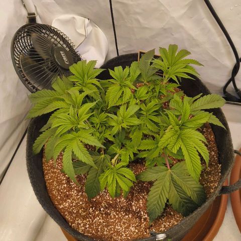 Broadway Runtz #1 growlog timeline photo