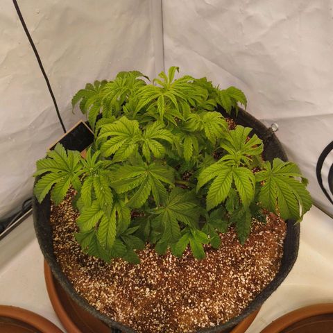 Broadway Runtz #2 growlog timeline photo
